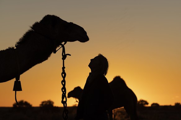 Sophie Matterson interacts with her camels  near Oodnadatta, Australia. Sophie Matterson, 32, is on a 5,000km journey - walking with five camels coast to coast from Australia's western-most point in Shark Bay, Western Australia, to its eastern-most point in Byron Bay, New South Wales.  