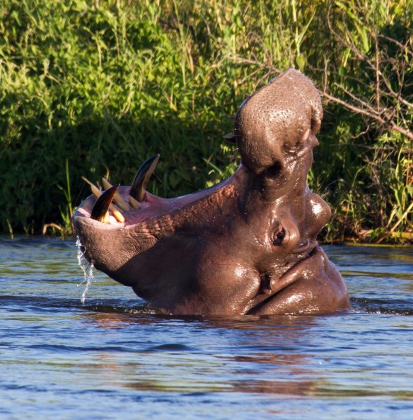 Hippopotamus Zambezi 