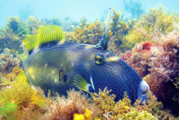 Friendly fish