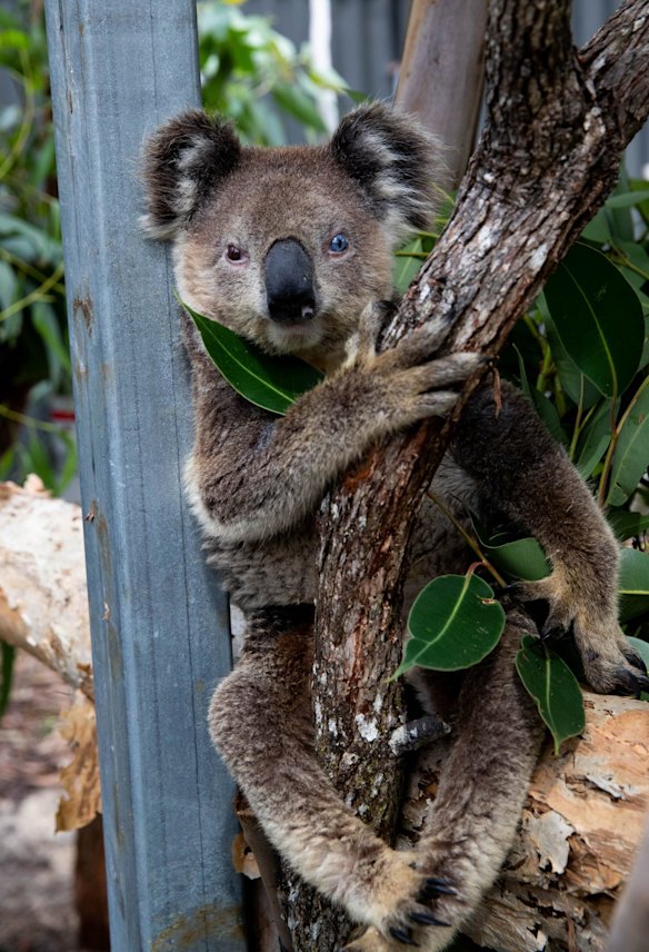 A koala with chlamydia in the Wildlife Hospital within the Port Stephens Koala Sanctuary. Loss of habitat leads to stress which is one of the main factors that causes the disease within the koala population. 