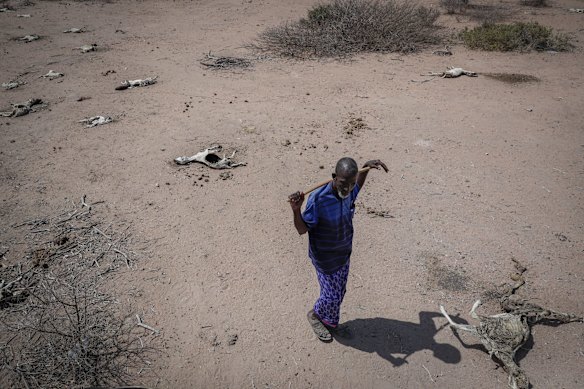 Herder Yusuf Abdullahi walks past the carcasses of his forty goats that died of hunger in Dertu, Wajir County, Kenya.