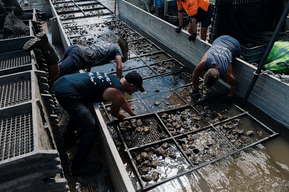 Peter and his employees are relocating oysters from their Marramarra leases to their Porto Bay leases, which are closer to the ocean in a hope that saltwater will return sooner and they can save their oysters.