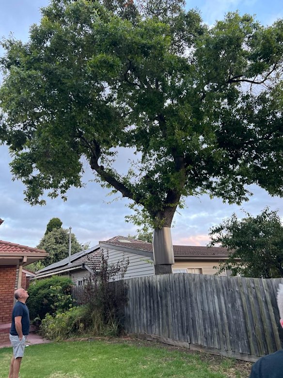 The pin oak tree in Strathmore before it was cut. 