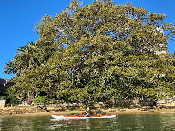 Former prime minister Malcolm Turnbull in his kayak on Sydney Harbour.