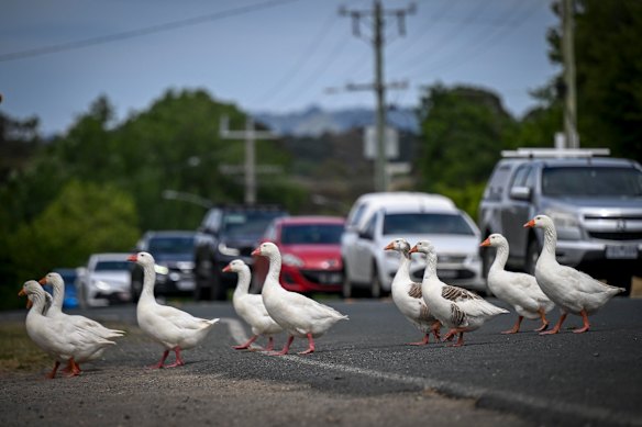 The geese of Riddells Creek.