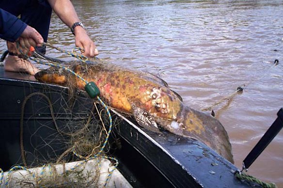 Protected fish die in illegal nets