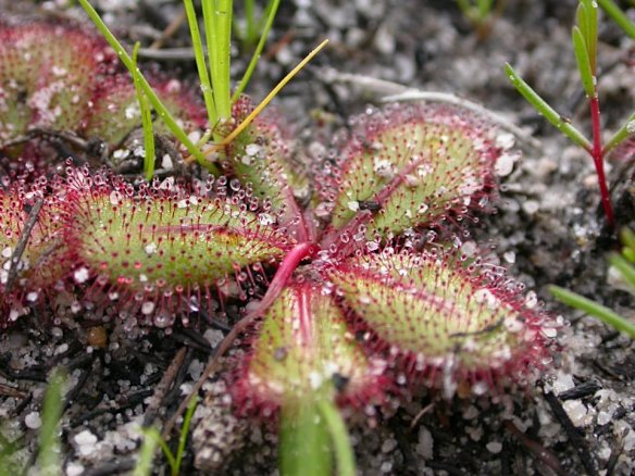 One of 20 sundew species in the reserve. 