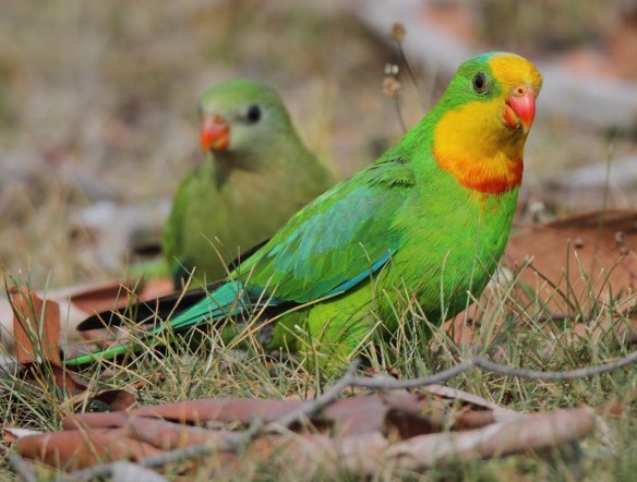 Delivery drones could have a "significant impact" on local wildlife, such as the superb parrot, the government says.
