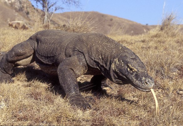 komodo dragon