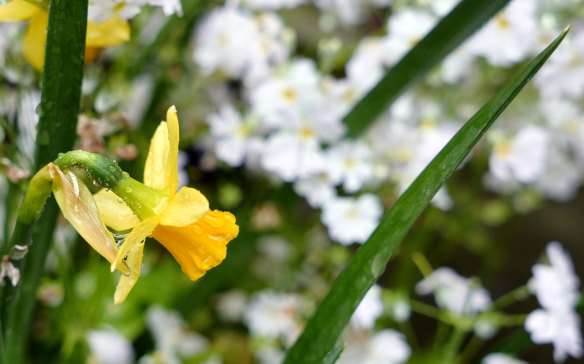 Flowers add seasonal interest