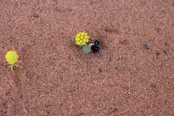 Wildflowers on the station