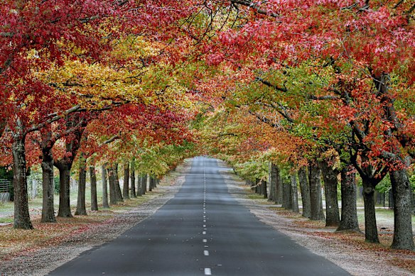 The Macedon Avenue of Honour was opened in 1918.