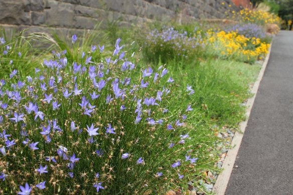 The Clowes Street, South Yarra biodiversity site, two years after planting