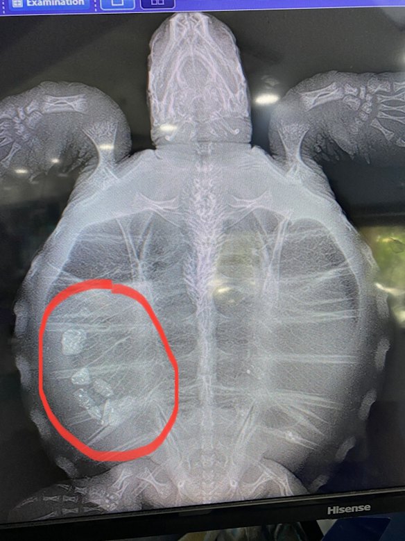 A green sea turtle hatching under examination at the Byron Bay wildlife hospital, in New South Wales.