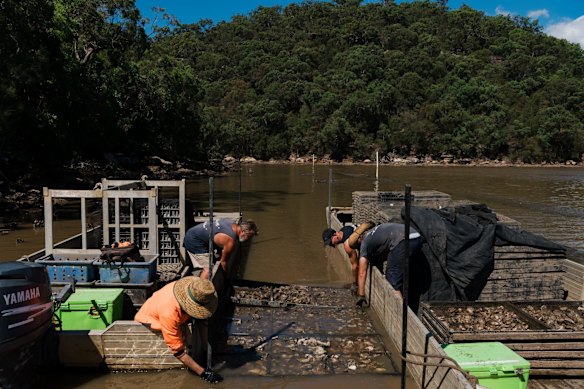 Peter and his employees are relocating oysters from their Marramarra leases to their Porto Bay leases, which are closer to the ocean in a hope that saltwater will return sooner and they can save their oysters.