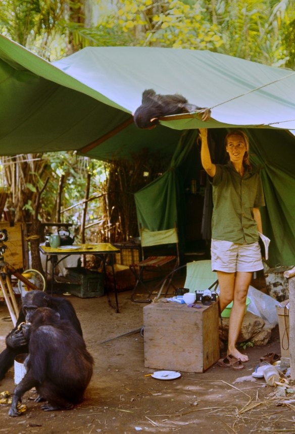 Flint peeks into a tent at Jane Goodall at her research camp in Gombe in the early 1960s.