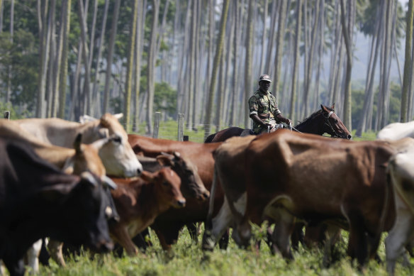 Stockmen herding cattle at the Milai farm.