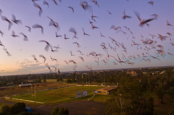 Corellas, Galahs and other parrots flocking over the footy field in the NSW town of Narrabri. There are 850 gas wells in operation on various farmland surrounding the town.