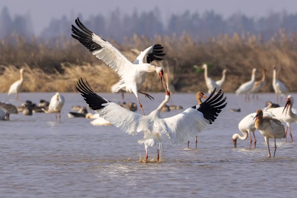 A Siberian crane fights its invader as it enters the family's dining area, Poyang Lake.