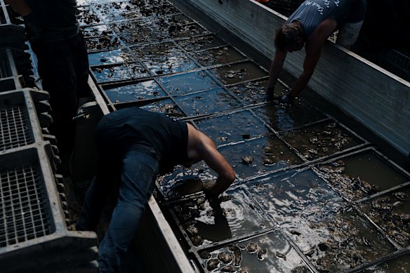 Peter and his employees are relocating oysters from their Marramarra leases to their Porto Bay leases, which are closer to the ocean in a hope that saltwater will return sooner and they can save their oysters.