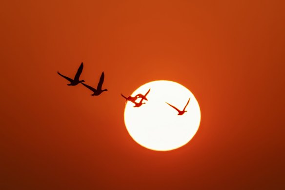 A group of swans flying under the sunset. 