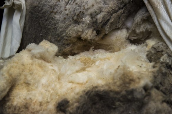 Scenes at the RSPCA as the merino fleece was weighed.