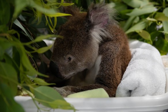 A terminally ill koala in the Wildlife Hospital within the Port Stephens Koala Sanctuary.