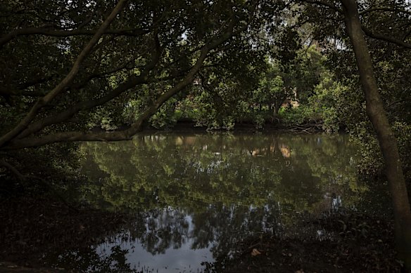 An area of the Cooks River which is being rehabilitated in Canterbury.