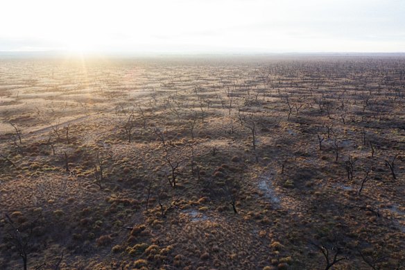 Dead trees in Barren Box Storage (formerly swamp) near Griffith.