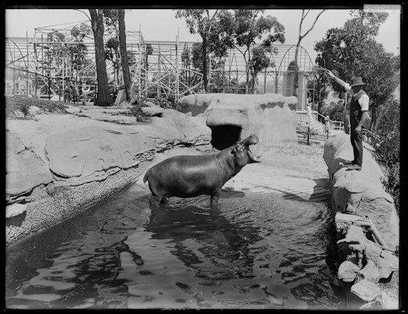 Hippopotamus, Taronga Zoo, February 1917. 