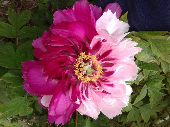 Tree peony "Asahi-no-sora" in Boekel's nursery.