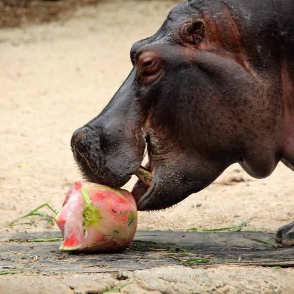 A hippo enjoying an ice block at Werribee Zoo on Friday.