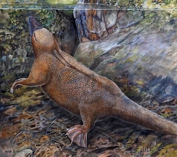 An artist’s impression of Kryoryctes cadburyi.