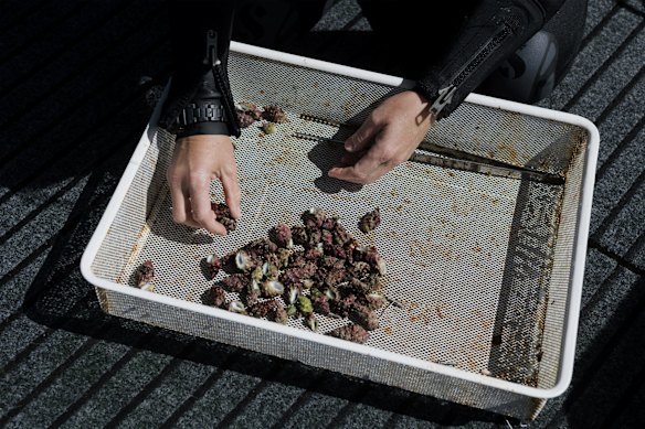 A tray of Drupella snails, taken from some coral.