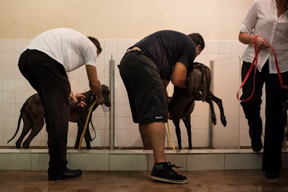 Wednesday night race meeting at Wentworth Park Greyhounds on March 9, 2016, in Sydney, Australia. 