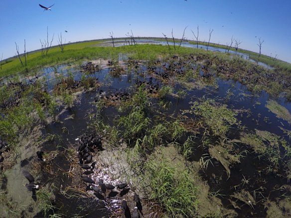 An Ibis colony with thousands of infant birds in the Macquarie Marshes.