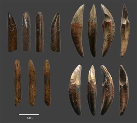Example of tools manufactured from monkey bones and teeth recovered from the Late Pleistocene layers of Fa Hien Cave, Sri Lanka.