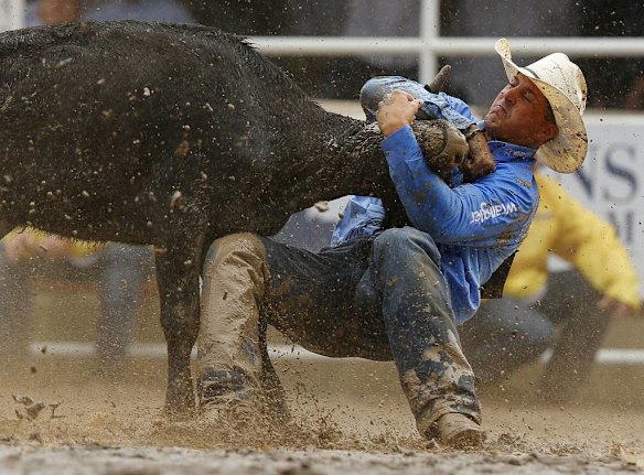 Calgary Stampede Rodeo