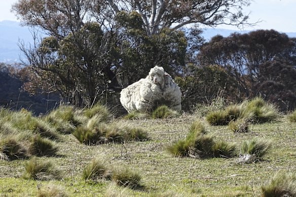 The large sheep on Mulligans Flat. 
