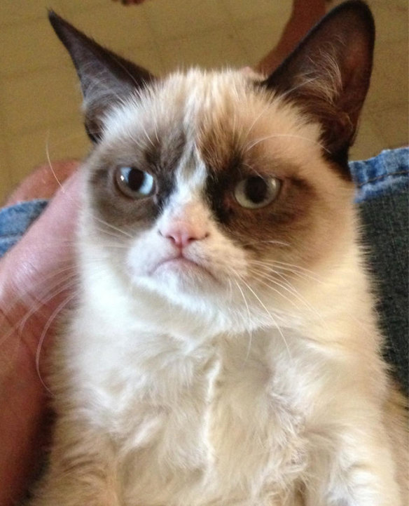 The first photo of Grumpy Cat posted online, which launched a thousand memes.