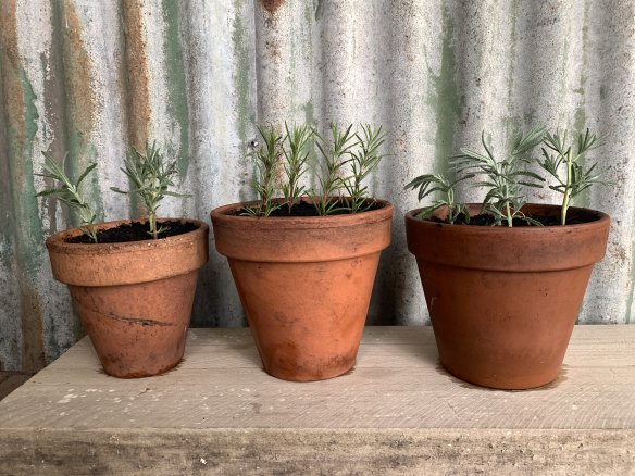 Lavender and rosemary cuttings can be taken now.
