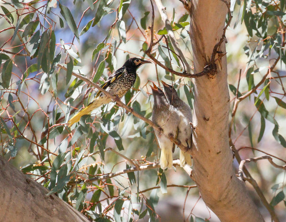 Regent Honeyeater with juvenile chicks waiting for a feed in the forests of north-east NSW.