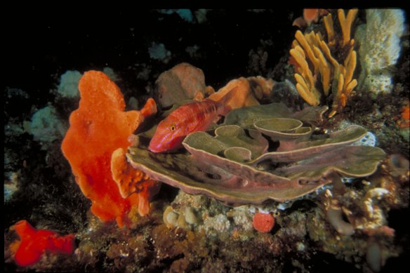 Victoria's Marine Protected Areas. Wilsons Promontory.