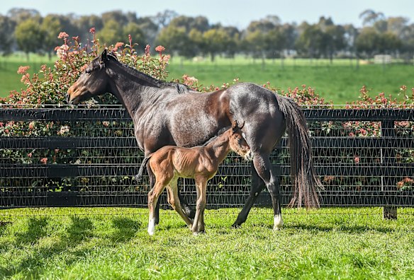The six day old colt with mother Peninsular Miss.