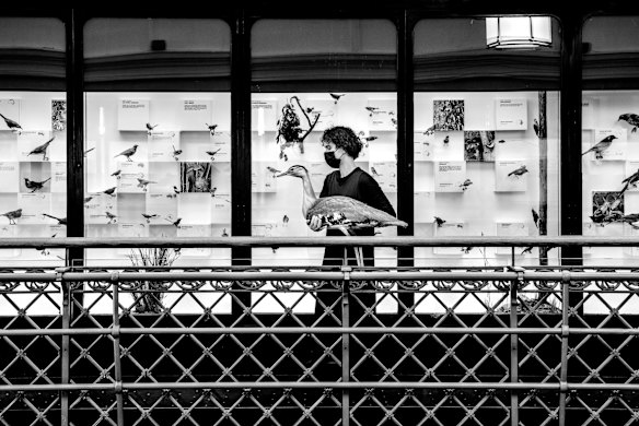 Rehan Scharenguivel putting birds back on display at Australian Museum.