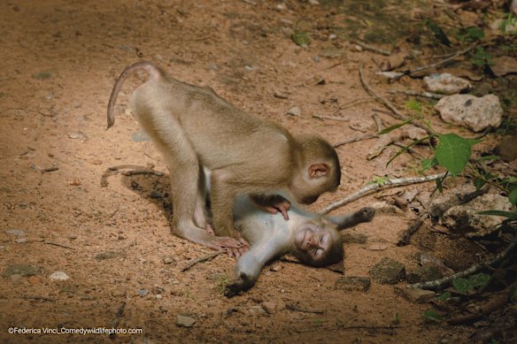 Highly Commended

Title: Monkey wellness center
Description: Walking near a cambodian temple where groups of wild monkeys lived, I came across this scene: a wild monkey in total relax, while its friend was taking care of it.
Animal: Monkey
Location of shot: Cambodia, Baphuon Temple 