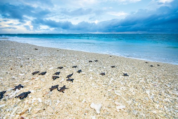 Lady Elliot Island, sometimes known as 'Manta Heaven', at the southernmost point of the Great Barrier Reef.