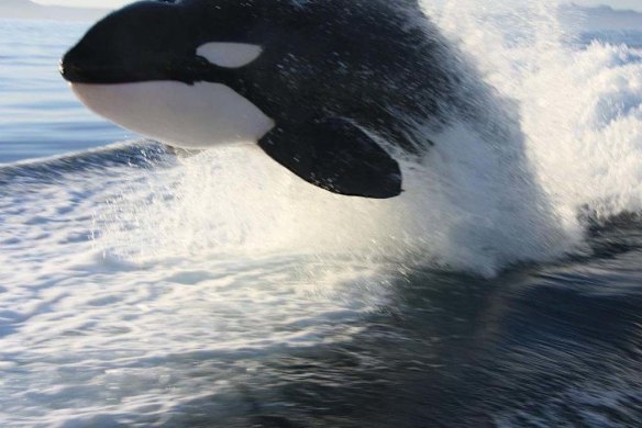 Orcas surf in the wake of a fishing boat off the coast of Loreto, Baja, Mexico.