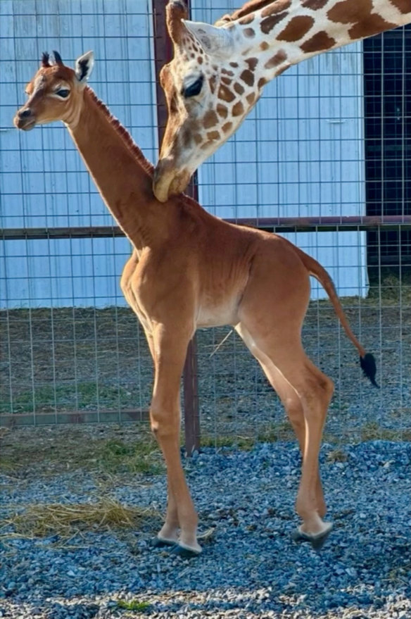 Along with asking the public to help pick a name for the animal, the zoo is also asking people to consider donating to conservation efforts.