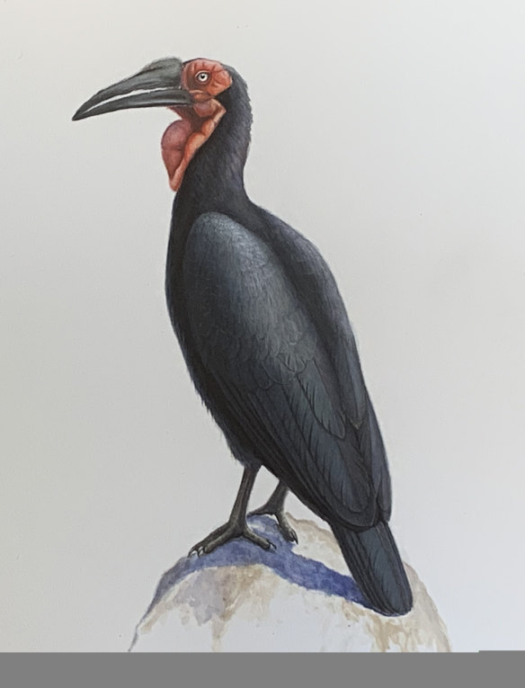 A gouache study of a Southern Ground Hornbill.